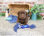 Small #4 Labrador Retriever