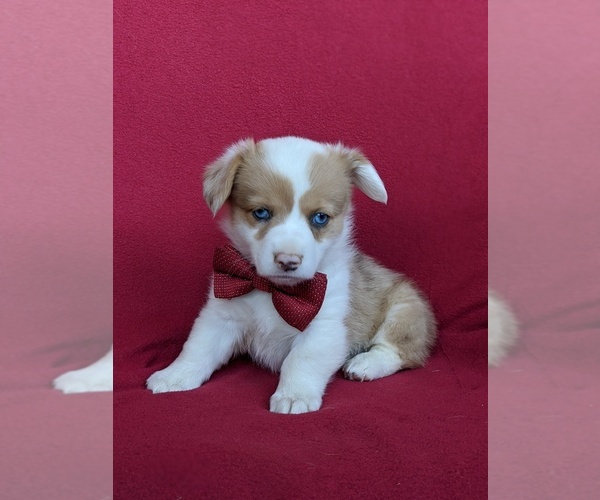 Medium Photo #2 Pembroke Welsh Corgi Puppy For Sale in GLEN ROCK, PA, USA