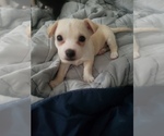 Puppy 2 Chihuahua