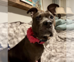 Small #1 Mutt