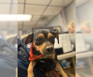 Mutt Dogs for adoption in Stockton, CA, USA