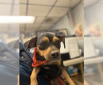 Small Mutt