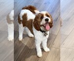 Small Photo #1 Cavapoo (Standard) Puppy For Sale in LITHIA, FL, USA