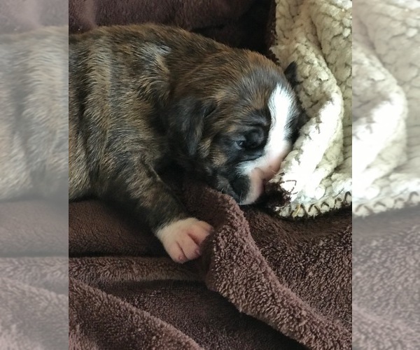 Medium Photo #3 Boxer Puppy For Sale in VERMONTVILLE, MI, USA