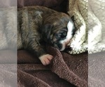 Small Photo #3 Boxer Puppy For Sale in VERMONTVILLE, MI, USA