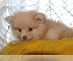 Small Photo #4 Pomeranian Puppy For Sale in COLUMBIA, MO, USA