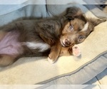 Small #7 Miniature Australian Shepherd