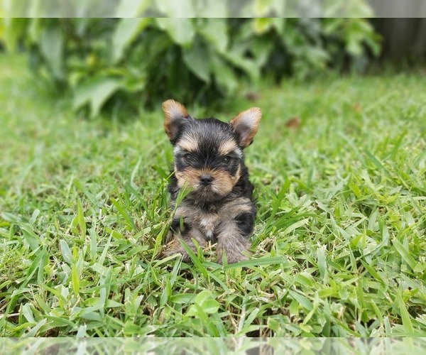 Medium Photo #1 Yorkshire Terrier Puppy For Sale in HOLLYWOOD, FL, USA