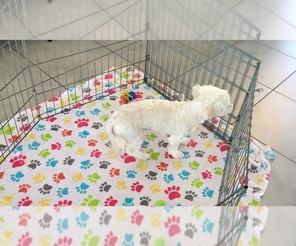 Medium Photo #13 Havanese Puppy For Sale in ORO VALLEY, AZ, USA