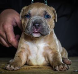American Bully Puppy for sale in CONCORD, CA, USA