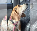 Small #6 Beagle