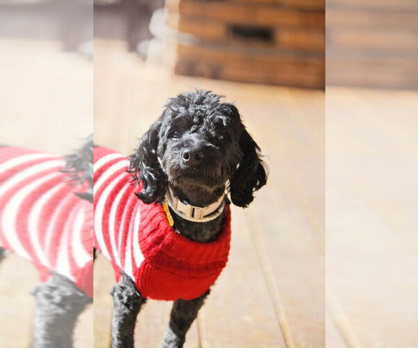 Medium Photo #9 Poodle (Miniature)-Unknown Mix Puppy For Sale in Sandy, UT, USA