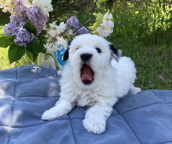 Medium Photo #3 Coton de Tulear Puppy For Sale in RUBICON, WI, USA