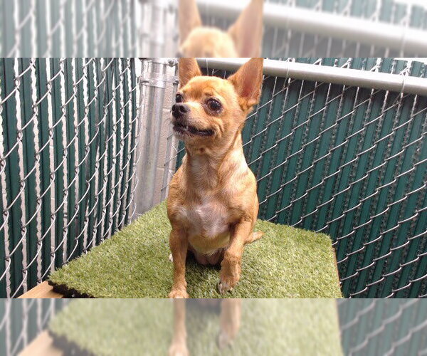 Medium Photo #1 Chihuahua-Unknown Mix Puppy For Sale in Downey, CA, USA