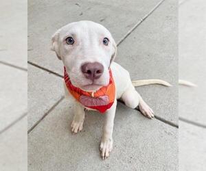 American Pit Bull Terrier Dogs for adoption in Tulsa, OK, USA