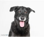 Small Labrador Retriever Mix
