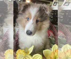 Shetland Sheepdog Puppy for Sale in SPENCERVILLE, Ohio USA