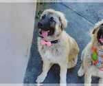 Small Photo #51 Anatolian Shepherd-Great Pyrenees Mix Puppy For Sale in AGOURA HILLS, CA, USA