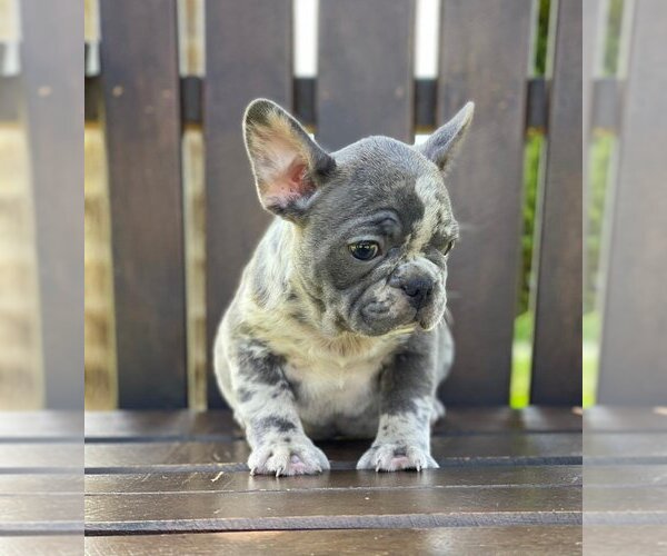 Medium Photo #1 French Bulldog Puppy For Sale in RIVERSIDE, CT, USA
