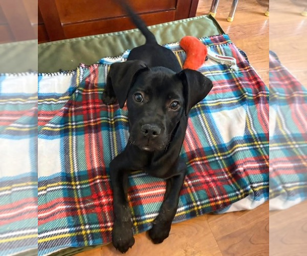 Medium Photo #3 Labrador Retriever-Unknown Mix Puppy For Sale in Sheboygan, WI, USA