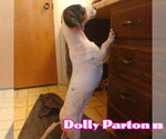 Small #5 Dachshund
