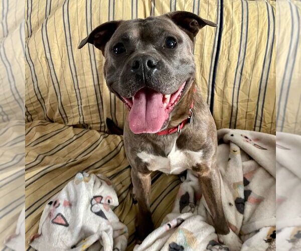 Medium Photo #8 Bullboxer Pit Puppy For Sale in Canton, CT, USA