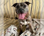 Small #7 Bullboxer Pit
