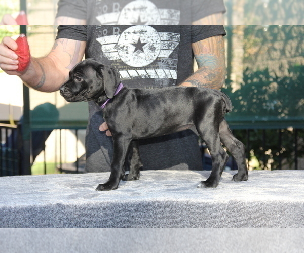 Medium Photo #6 Cane Corso Puppy For Sale in CHULA VISTA, CA, USA