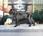 Small Photo #6 Cane Corso Puppy For Sale in CHULA VISTA, CA, USA