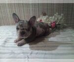 Small Photo #5 French Bulldog Puppy For Sale in GULLIVER, MI, USA
