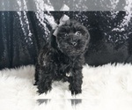 Small #1 YorkiePoo