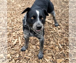 Bluey - Male Mutt Dog for Adoption - Photo #5