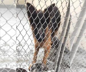 German Shepherd Dog-Unknown Mix Dogs for adoption in Anchorage, AK, USA