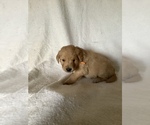 Small Photo #5 Golden Retriever Puppy For Sale in WESTCLIFFE, CO, USA