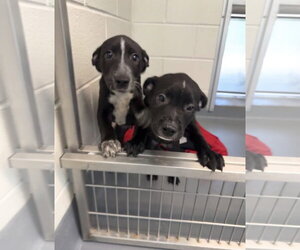 Mutt Dogs for adoption in Hilton Head, SC, USA