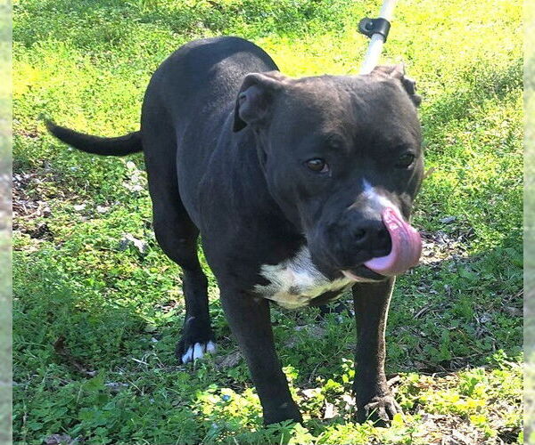 Medium Photo #6 Bulldog Puppy For Sale in Wetumpka, AL, USA