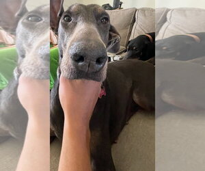 Doberman Pinscher Dogs for adoption in Buffalo, MN, USA