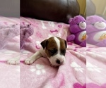 Small Photo #12 Parson Russell Terrier Puppy For Sale in TEMECULA, CA, USA