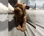 Small #2 Goldendoodle (Miniature)