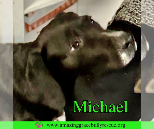Medium Photo #10 Pointer-Unknown Mix Puppy For Sale in Pensacola, FL, USA