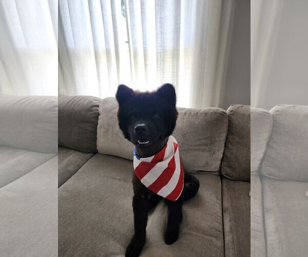 Medium Photo #3 Chow Chow Puppy For Sale in San Antonio, TX, USA
