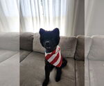 Small #2 Chow Chow