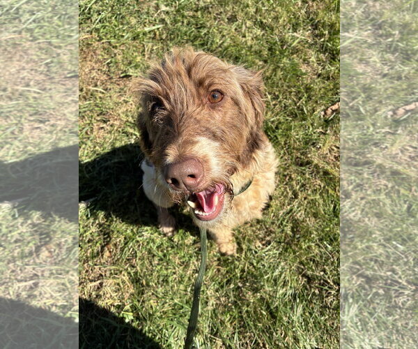Medium Photo #1 Poodle (Standard)-Unknown Mix Puppy For Sale in Pacolet, SC, USA