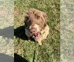 Natasha Sep 26 - Female Poodle (Standard)-Unknown Mix Dog for Adoption - Small photo