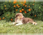 Small #3 Border Collie-Bordoodle Mix