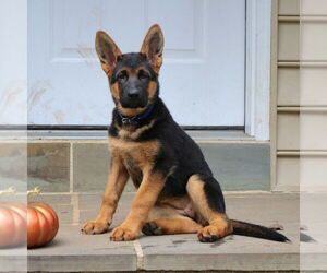 German Shepherd Dog Puppy for sale in COATESVILLE, PA, USA