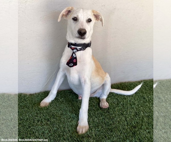 Medium Photo #3 Huskies -Labrador Retriever Mix Puppy For Sale in San Diego, CA, USA
