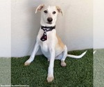 Small #2 Huskies -Labrador Retriever Mix