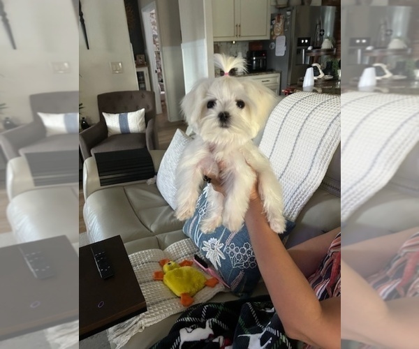Medium Photo #2 Maltese Puppy For Sale in DELTONA, FL, USA