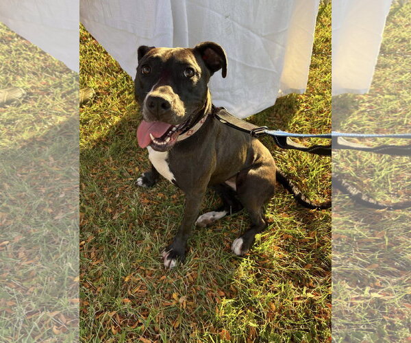 Medium Photo #21 American Pit Bull Terrier-Unknown Mix Puppy For Sale in Germantown, OH, USA